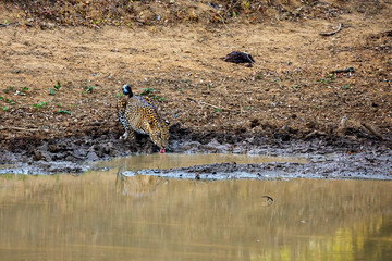 The Leopards of the Yala National Park in Sri Lanka
