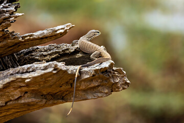 The wild warans of the Yala National Park
