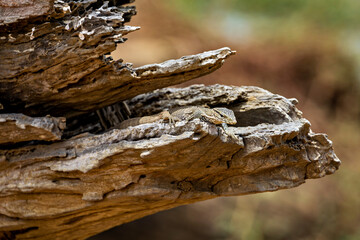The wild warans of the Yala National Park
