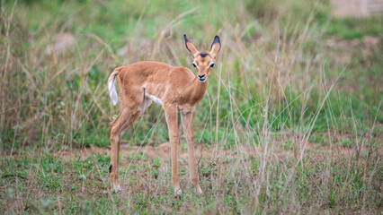 A little baby Impala in the Kruger National Park in South Africa