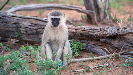 Obraz premium Little Vervet Monkey (Chlorocebus Pygerythrus) in the Kruger National Park in South Africa