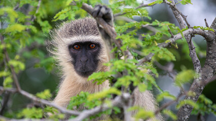 Little Vervet Monkey (Chlorocebus Pygerythrus) in the Kruger National Park in South Africa
