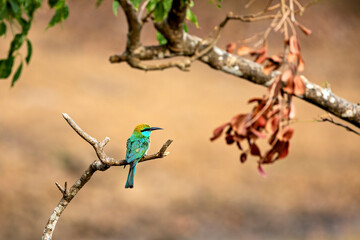 Green Bee Eater Birds of Sri Lanka