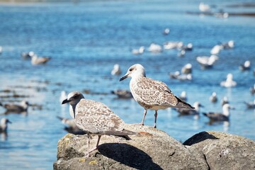 Seagulls by a serene lake