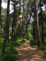 Serene forest path with tall pine trees.