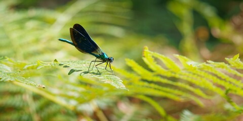 Dragonfly on green fern leaves in sunlight.