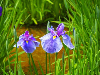 初夏の水元公園の菖蒲田に咲く紫の花ショウブ