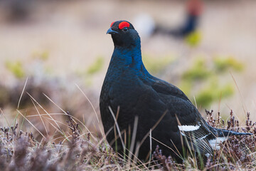 portrait of black grouse during lek