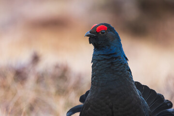 portrait of black grouse during lek
