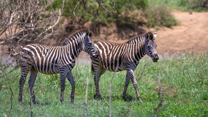 Zebras in the Kruger National Park in South Africa