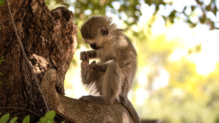 Little Vervet Monkey (Chlorocebus Pygerythrus) checking his feet in the Kruger National Park in South Africa