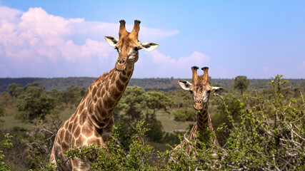 Obraz premium Two giraffe heads looking over a tree in the Kruger National Park in South Africa