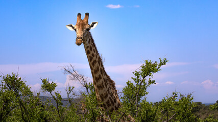 Large Giraffe in the Kruger National Park in South Africa