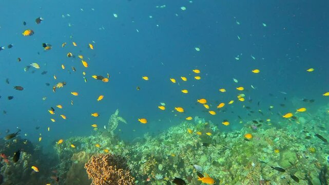 Yellow chromis, triggerfish, Indo-Pacific sergeants and a sea turtle on a coral reef.