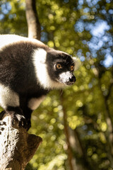 black and white lemur on tree in Madagascar