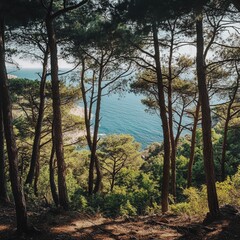 quiet pine forest with a breathtaking sea view in the background.