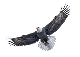 Naklejka premium A spread-wing bald eagle soars in the sky. isolated on white background as transparent. PNG. AI GENERATED.