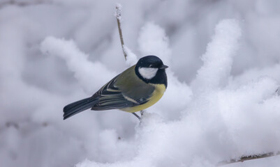 A vibrant bird perches on a snow-covered branch, showcasing its bright colors against the wintery backdrop, highlighting the beauty of nature in harsh conditions.