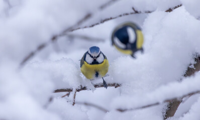 A vibrant bird perches on a snow-covered branch, showcasing its bright colors against the wintery backdrop, highlighting the beauty of nature in harsh conditions.