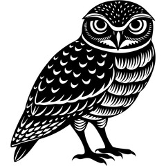 owl on white background