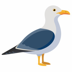 Seagull on White Background 