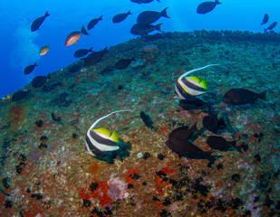 Cargo wreck in Sri Lanka