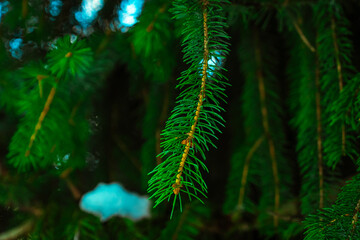 bright green young pine branches with needles. Pine.