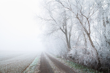 Dirt road in winter. There are frosted trees along the side of the road. There is fog in the background.