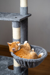 Ginger domestic playful cat lying on cat tower. Pet house bed, tree with scratching posts.