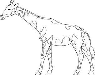 Giraffe one line continuous vector illustraiton. Concept animal zoo banner. Line art, outline silhouette