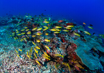 Yakampita reef Sri Lanka