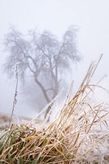 Obraz premium frost and fog on grass and tree in Burgenland