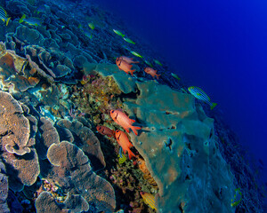 Yakampita reef Sri Lanka