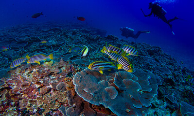 Yakampita reef Sri Lanka
