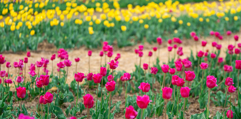 Beautiful pink and yellow tulips blooms on a flowering field in the springtime. Selective focus