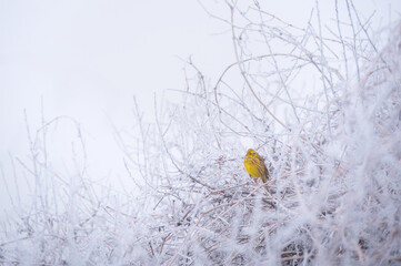 Yellowhammer on rimed branch