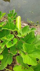 A green bottle gourd lying on the ground, surrounded by its leafy vine in a rural garden in Mekong Delta Vietnam.
