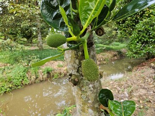 A young jackfruit growing on a tree in a garden in the Mekong Delta, Vietnam.