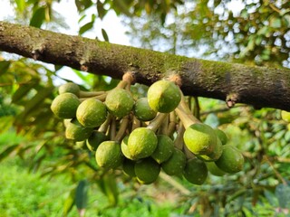 Obraz premium Close-up of durian flowers on the tree in a garden in the Mekong Delta Vietnam.