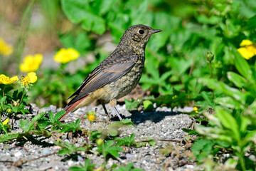 Fototapeta premium Gartenrotschwanz - Ästling // juvenile common redstart (Phoenicurus phoenicurus) 