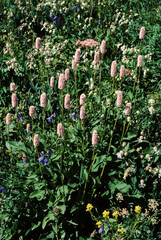 Renouée bistorte, Polygonum biscorta