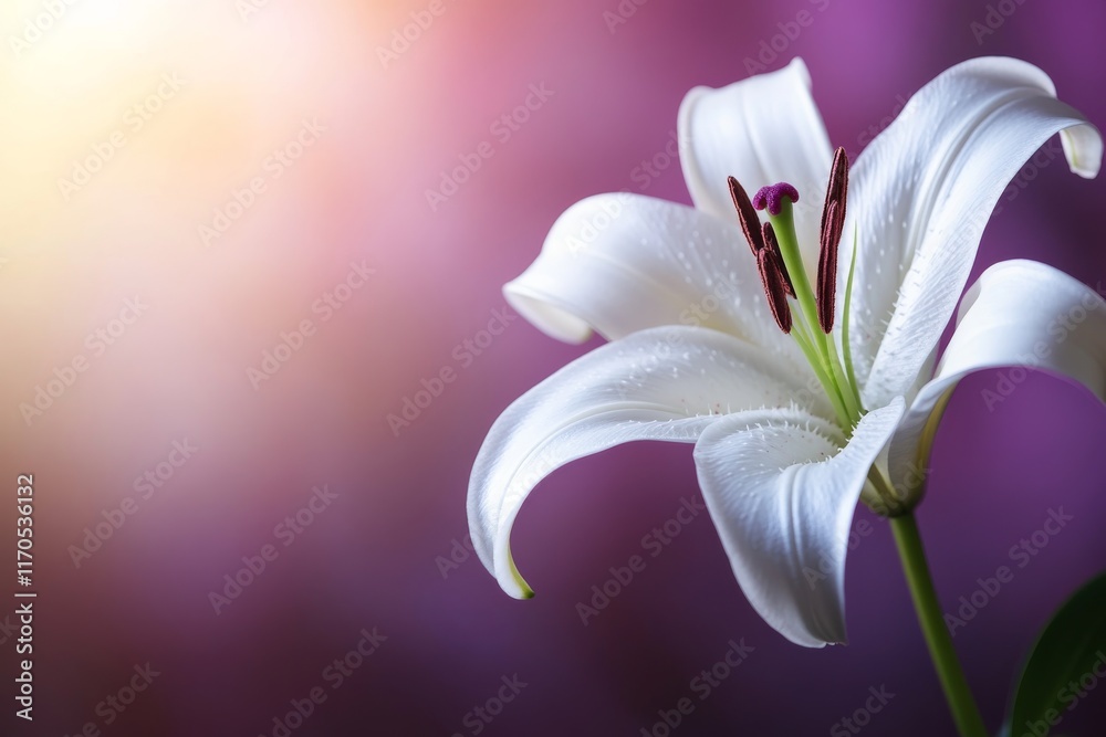 Poster a single pastel pink lily flower stands elegantly against a softly blurred gradient backdrop, highli