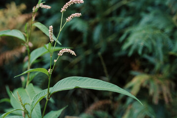 Renouée persicaire, Polygonum persicaria
