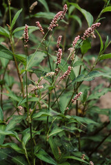 Renouée persicaire, Polygonum persicaria