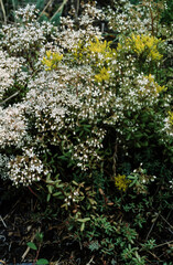 Sedum acre, Sedum album