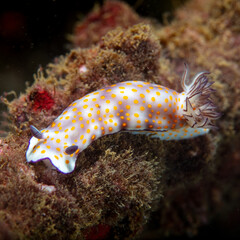 Nudibranch