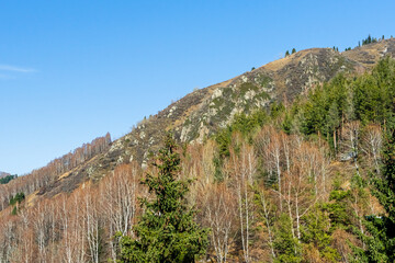 Healthy green trees in a forest of old spruce, fir and pine. Spruce trees down the hill to coniferous forest in fog at sunrise