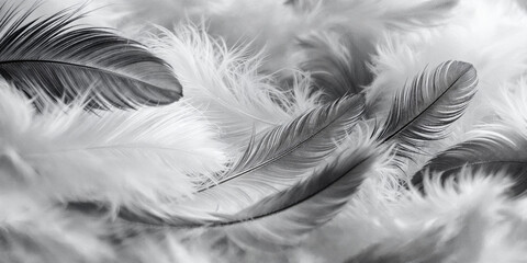 Obraz premium Concept photo of close-up white and gray feathers