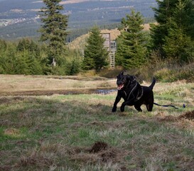 Labrador in the ore Mountains