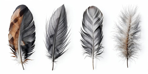Obraz premium Concept photo of isolated feathers on white background